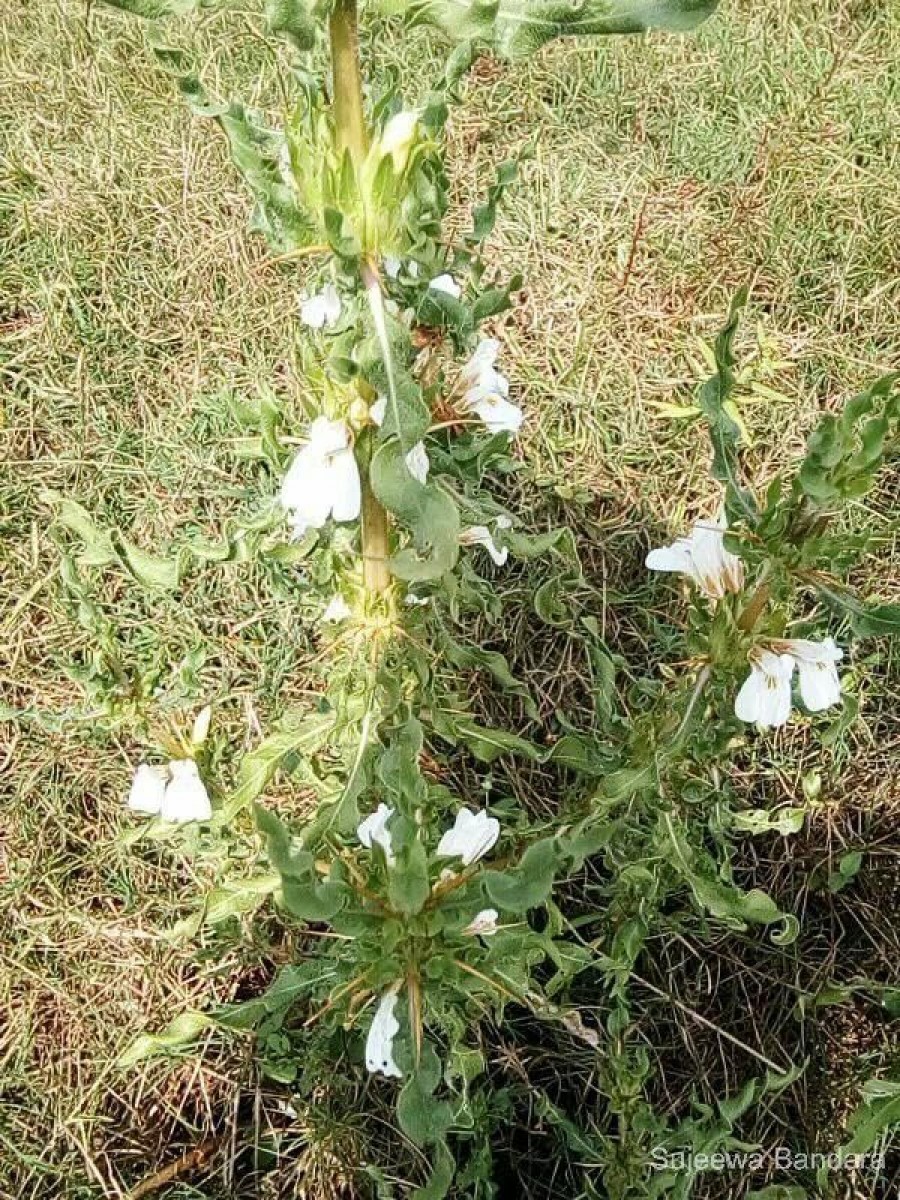 Hygrophila auriculata (Schumach.) Heine